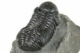 Nice, Morocops Trilobite - Visible Eye Facets #252405-5